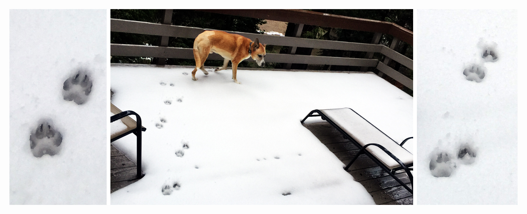 Buck & Hound Basil's first snow